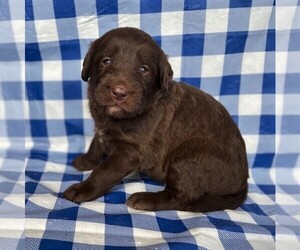 Labradoodle Puppy for sale in ELVERSON, PA, USA