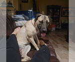 Small #3 Mutt