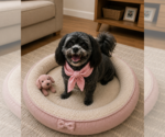 Small #5 Shih-Poo