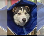 Small #1 Huskies  Mix