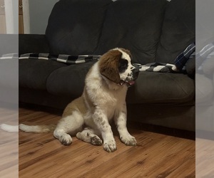 Saint Bernard Puppy for sale in CONOVER, WI, USA
