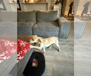 Chihuahua Dogs for adoption in The Woodlands, TX, USA