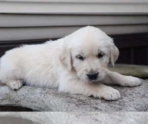 English Cream Golden Retriever Puppy for sale in SHILOH, OH, USA
