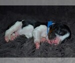 Small Photo #22 English Springer Spaniel Puppy For Sale in LITCHFIELD, MN, USA