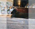Small #1 Beagle Mix