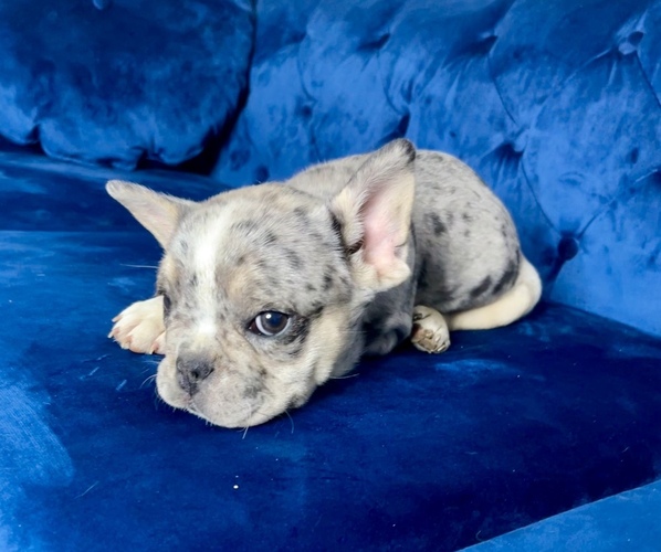 Medium Photo #1 French Bulldog Puppy For Sale in MANCHESTER, NH, USA