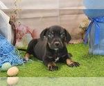 Small #8 Catahoula Leopard Dog