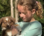Small #2 Miniature American Shepherd