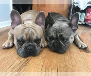 French Bulldog Puppy for sale in OREGON CITY, OR, USA
