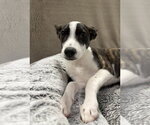 Small #2 German Shepherd Dog Mix