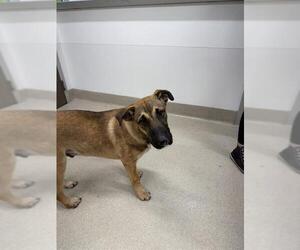 Gerberian Shepsky Dogs for adoption in Baytown, TX, USA