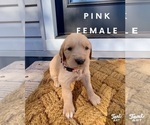 Small Photo #6 Golden Retriever Puppy For Sale in SEMINOLE, TX, USA