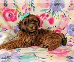 Small Photo #6 Irish Doodle Puppy For Sale in PEACH BOTTOM, PA, USA