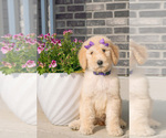 Puppy Tilly Goldendoodle