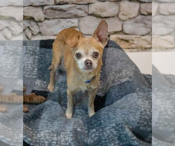 Medium Photo #1 Chihuahua Puppy For Sale in Kennesaw, GA, USA