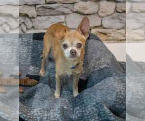 Chihuahua Dogs for adoption in Kennesaw, GA, USA