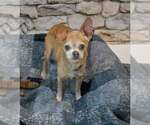 Ripley - Male Chihuahua Dog for Adoption - Small photo