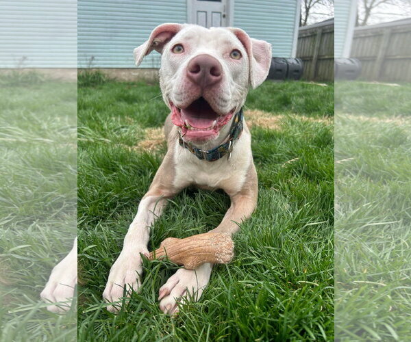 Medium Photo #37 American Pit Bull Terrier-Unknown Mix Puppy For Sale in Germantown, OH, USA