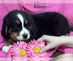 Small Photo #16 Bernese Mountain Dog Puppy For Sale in SHERIDAN, MI, USA