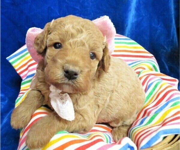 Medium Photo #2 Goldendoodle (Miniature) Puppy For Sale in GROVESPRING, MO, USA