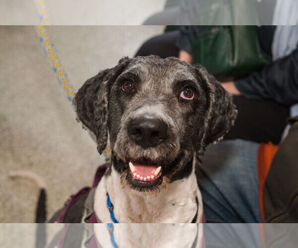 Medium Photo #5 Bernedoodle Puppy For Sale in St. Louis Park, MN, USA
