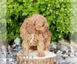 Small #2 Cavapoo