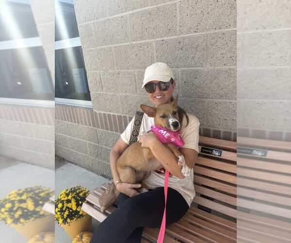 Medium Photo #5 Mutt Puppy For Sale in Evansville, IN, USA