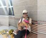Small Photo #5 Mutt Puppy For Sale in Evansville, IN, USA