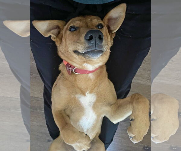Medium Photo #6 Mutt Puppy For Sale in Corona, CA, USA