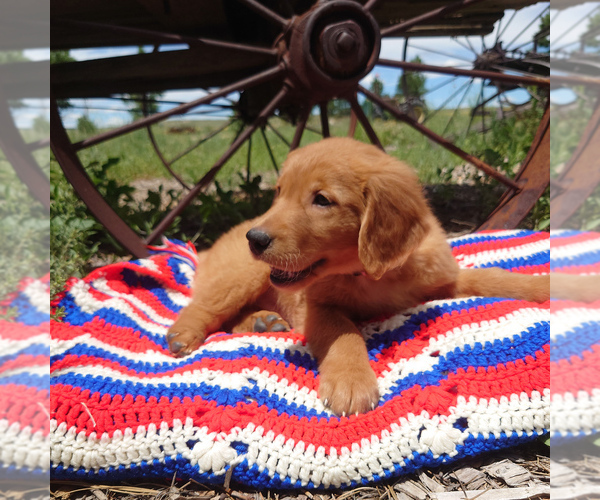 Medium Photo #1 Golden Retriever Puppy For Sale in PEYTON, CO, USA