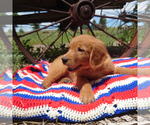 Puppy Elara Golden Retriever