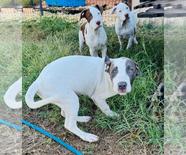 Medium Photo #3 Mutt Puppy For Sale in Claremore, OK, USA