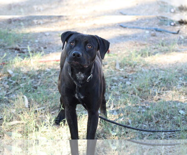 Medium Photo #1 Mutt Puppy For Sale in El Centro, CA, USA