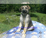 Small #3 German Shepherd Dog