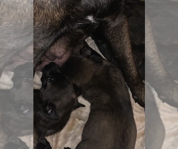 Medium Photo #24 Belgian Malinois Puppy For Sale in HARKER HEIGHTS, TX, USA