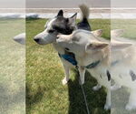 Small #3 Siberian Husky