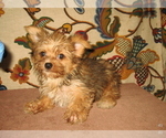 Small Yorkshire Terrier