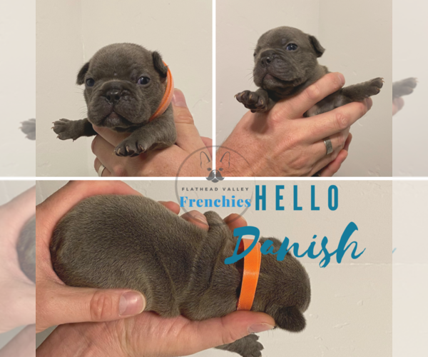 Medium Photo #1 French Bulldog Puppy For Sale in SOMERS, MT, USA