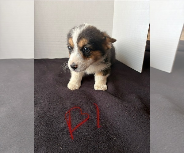 Medium Photo #1 Pembroke Welsh Corgi Puppy For Sale in WATERTOWN, WI, USA