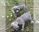 Small Photo #9 Weimaraner Puppy For Sale in HEMLOCK, MI, USA