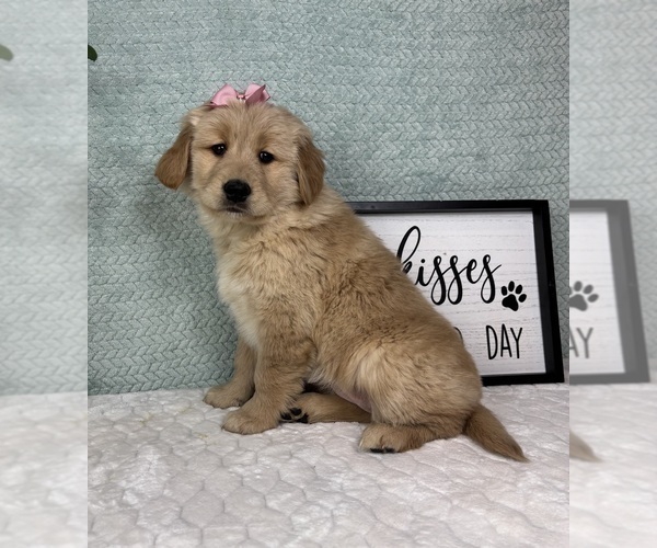 Medium Photo #6 Golden Retriever Puppy For Sale in FRANKLIN, IN, USA