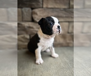 Boston Terrier Puppy for sale in WASHBURN, MO, USA