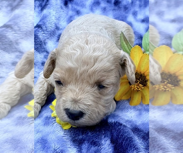 Medium Photo #5 Cavapoo (Miniature) Puppy For Sale in WAUSEON, OH, USA