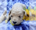 Puppy Puppy 4 Cavapoo (Miniature)