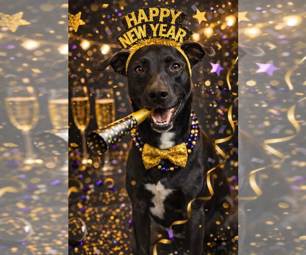 Medium Photo #1 German Shepherd Dog Puppy For Sale in Westminster, MD, USA