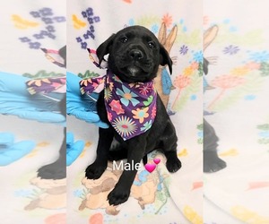 Labrador Retriever-Unknown Mix Dogs for adoption in SHERBURNE, NY, USA