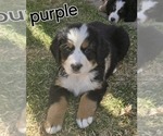 Small Photo #13 Bernese Mountain Dog Puppy For Sale in SALMON, ID, USA