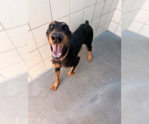 Doberman Pinscher Dogs for adoption in Corpus Christi, TX, USA