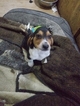 Small Photo #26 Beagle Puppy For Sale in CENTRALIA, WA, USA