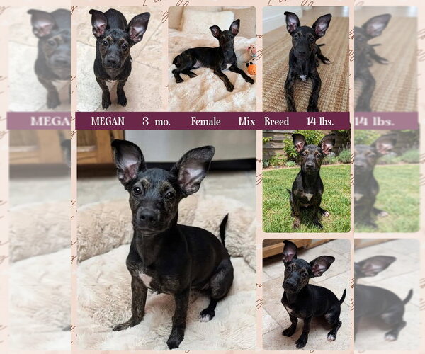 Medium Photo #1 Mutt Puppy For Sale in Mesa, AZ, USA